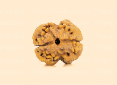 2 Mukhi (Regular) Rudraksha