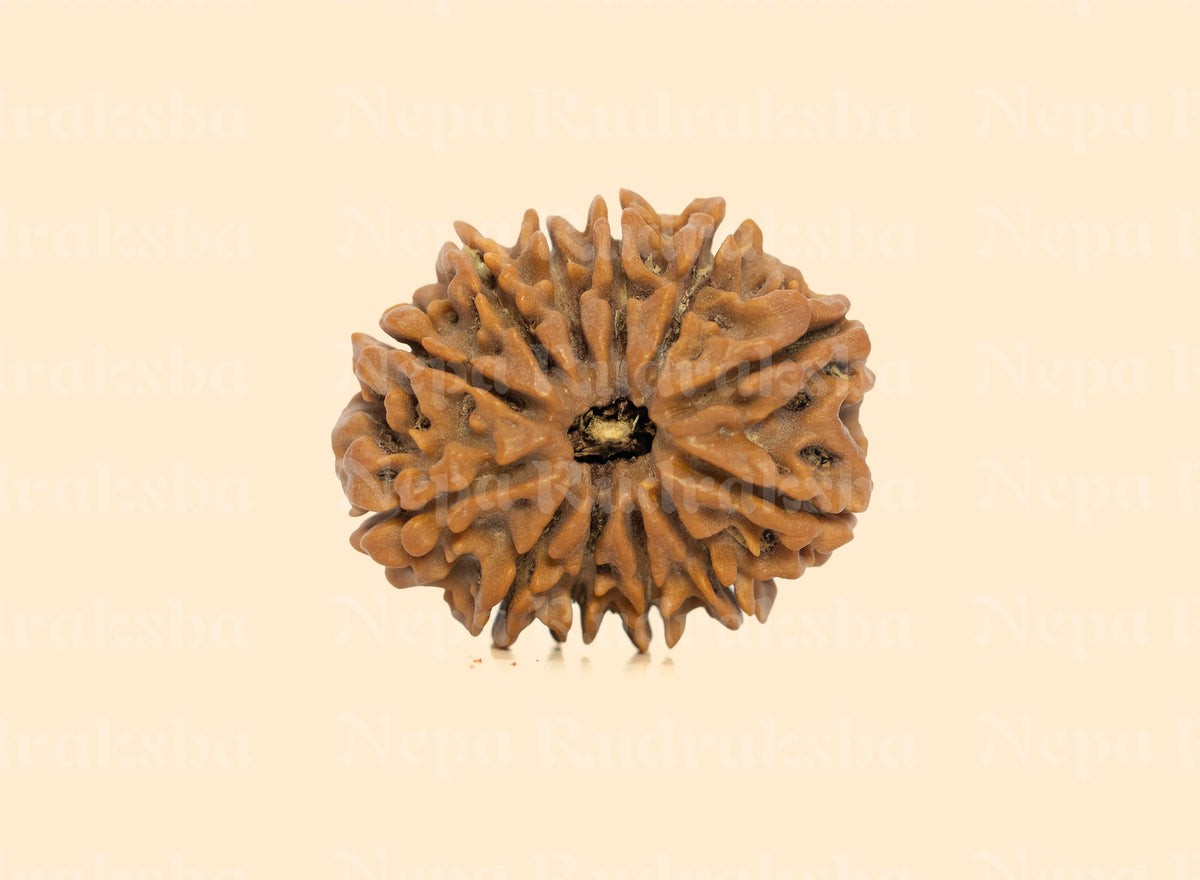 12 Mukhi Rudraksha