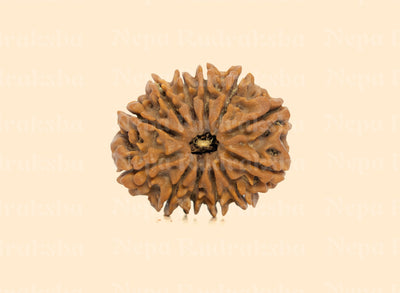 12 Mukhi Rudraksha