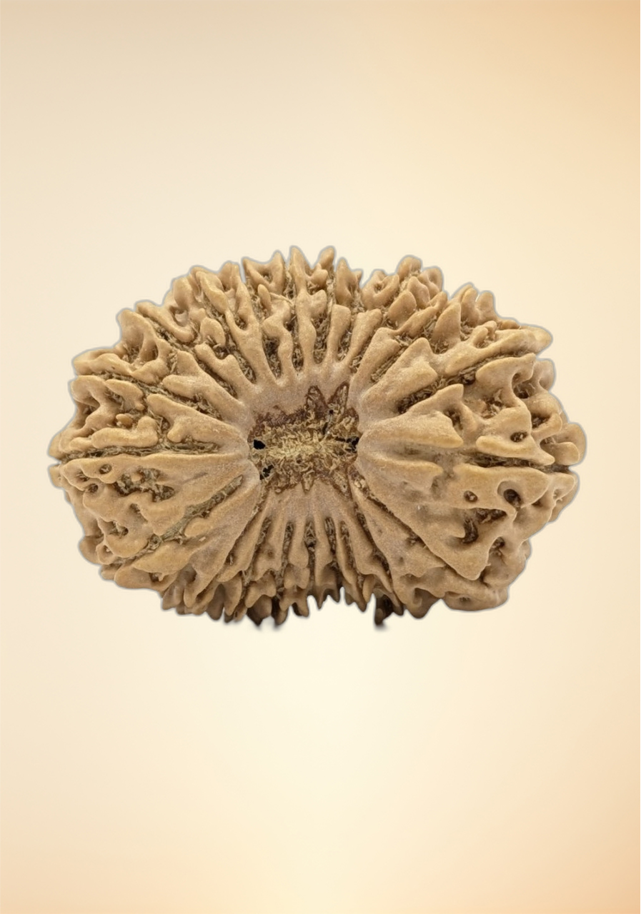 21 Mukhi (Collector - 6316)