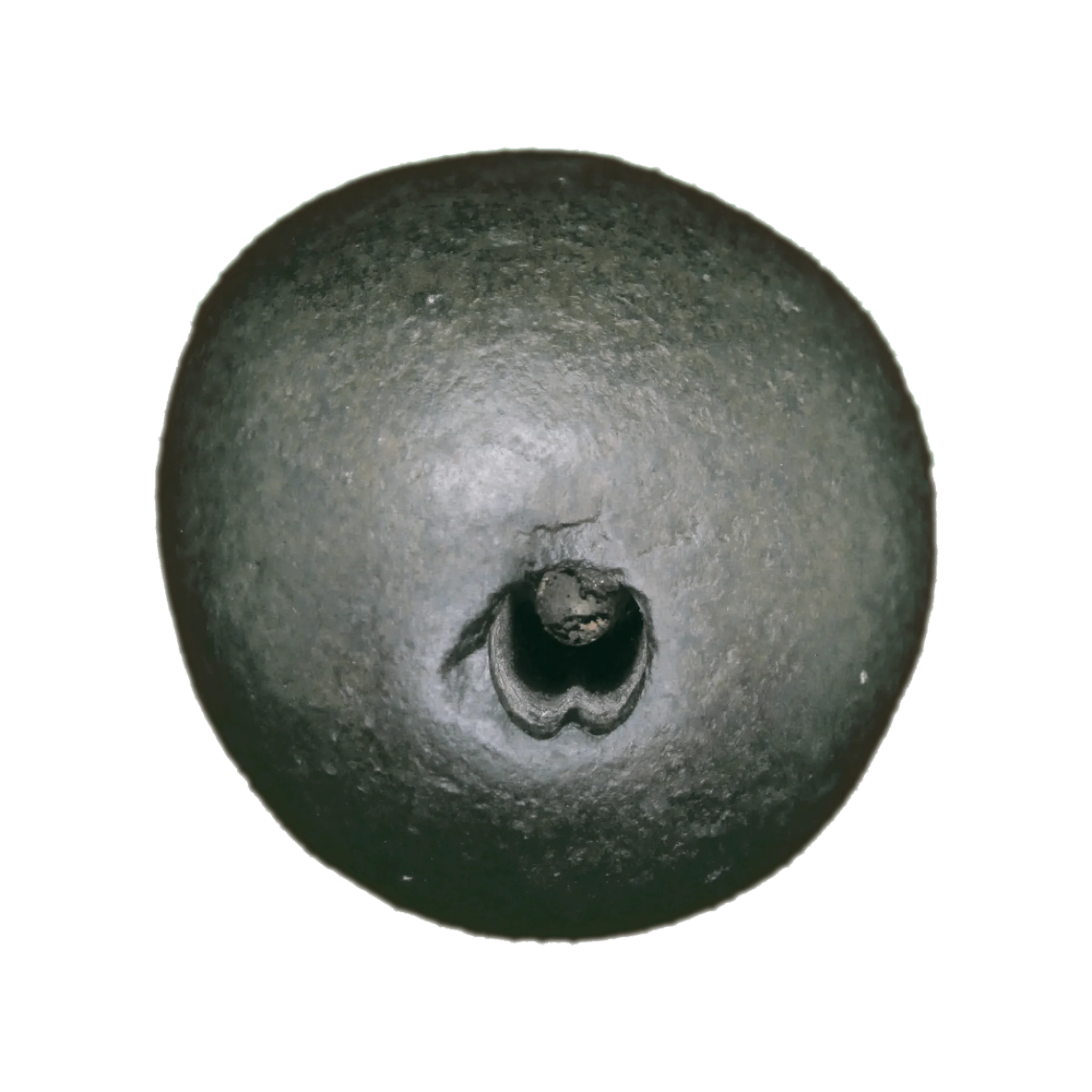 Devi Shaligram