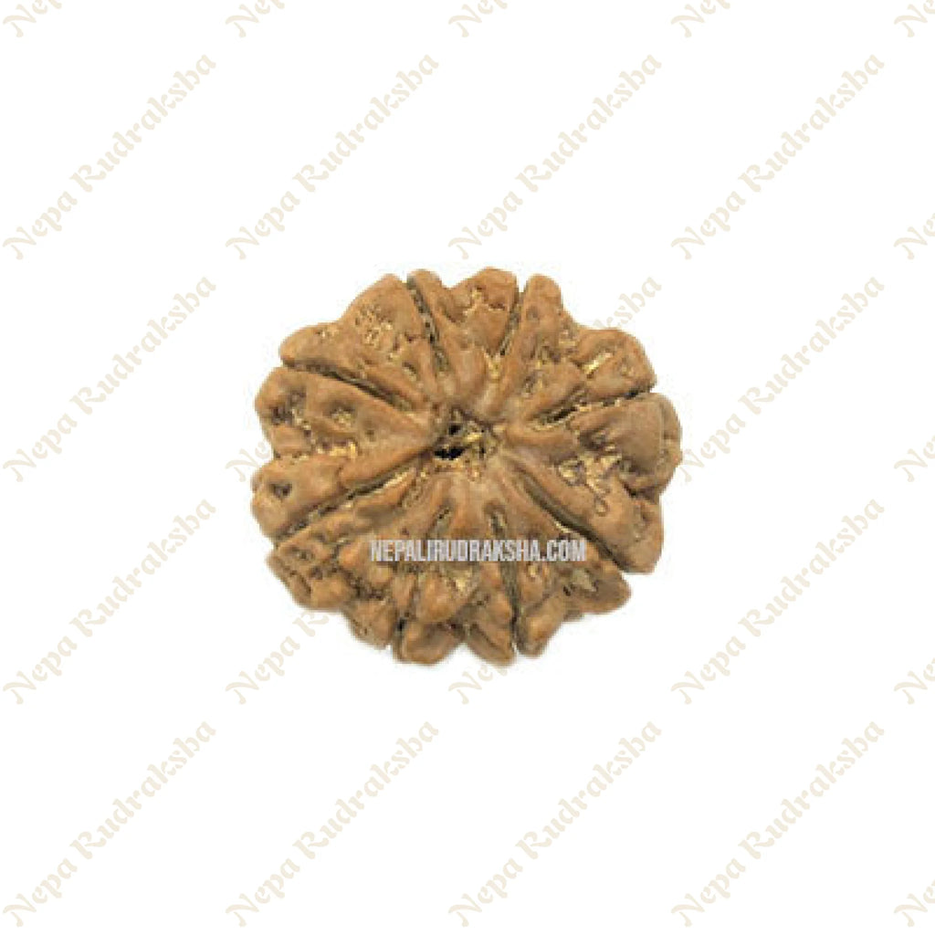 Eight Mukhi Rudraksha