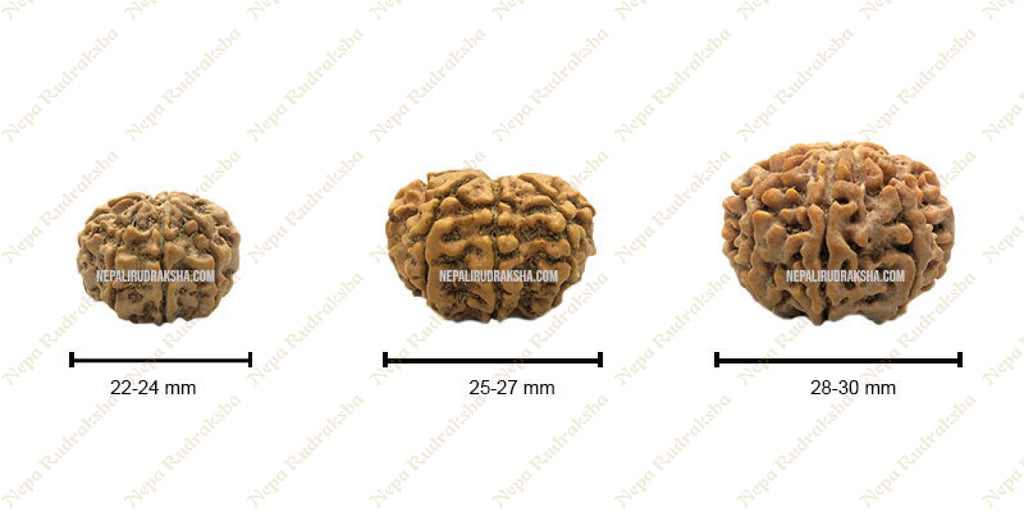 Eight Mukhi Rudraksha