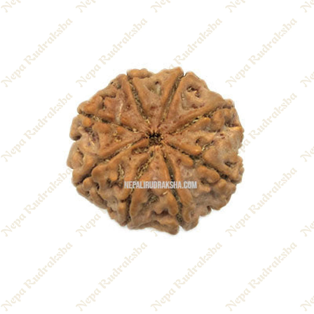 Eight Mukhi Rudraksha