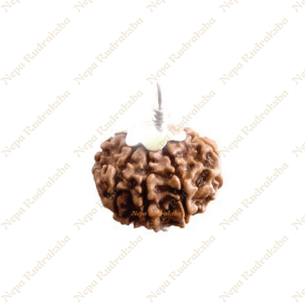 Eight Mukhi (907RMS)