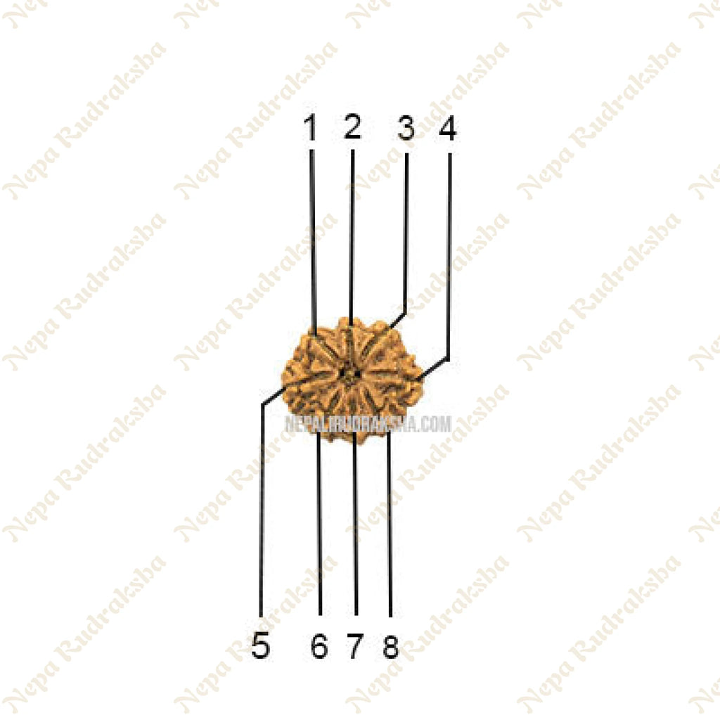 Eight Mukhi Rudraksha