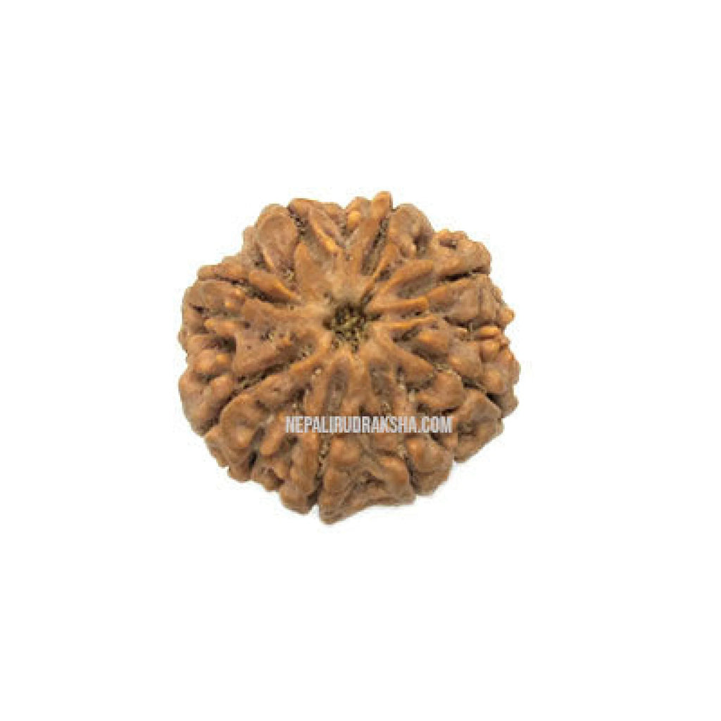 Eight Mukhi Rudraksha