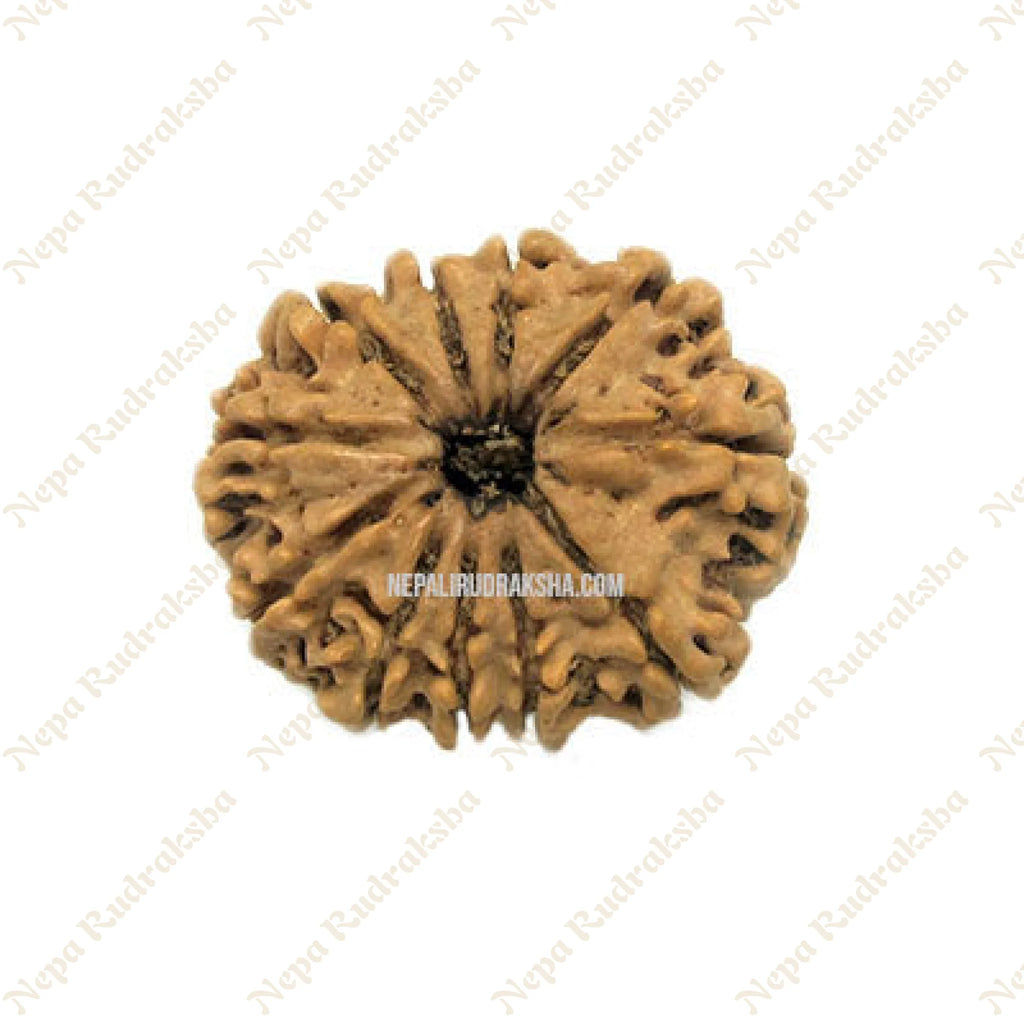 Eleven Mukhi Rudraksha