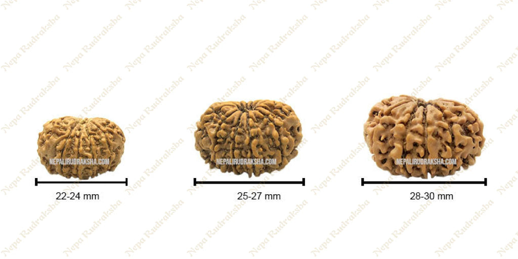 Eleven Mukhi Rudraksha