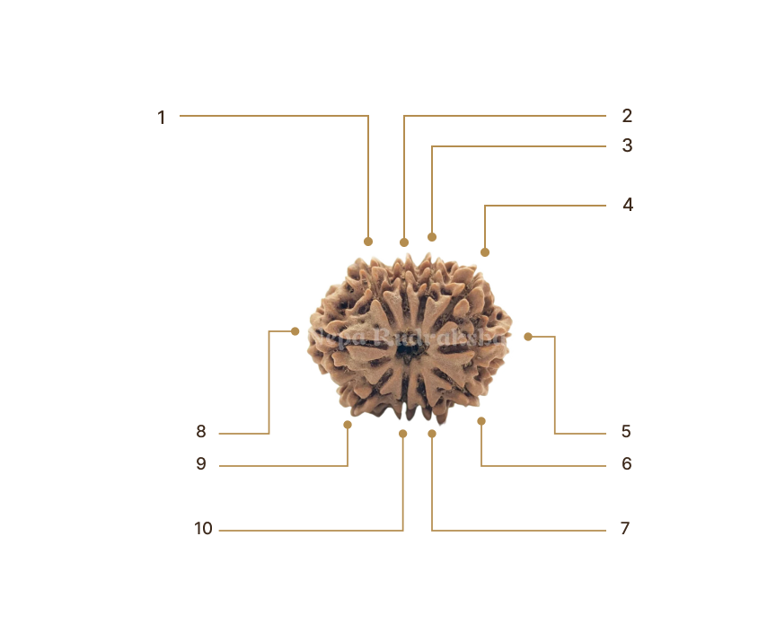 Rudraksha Image