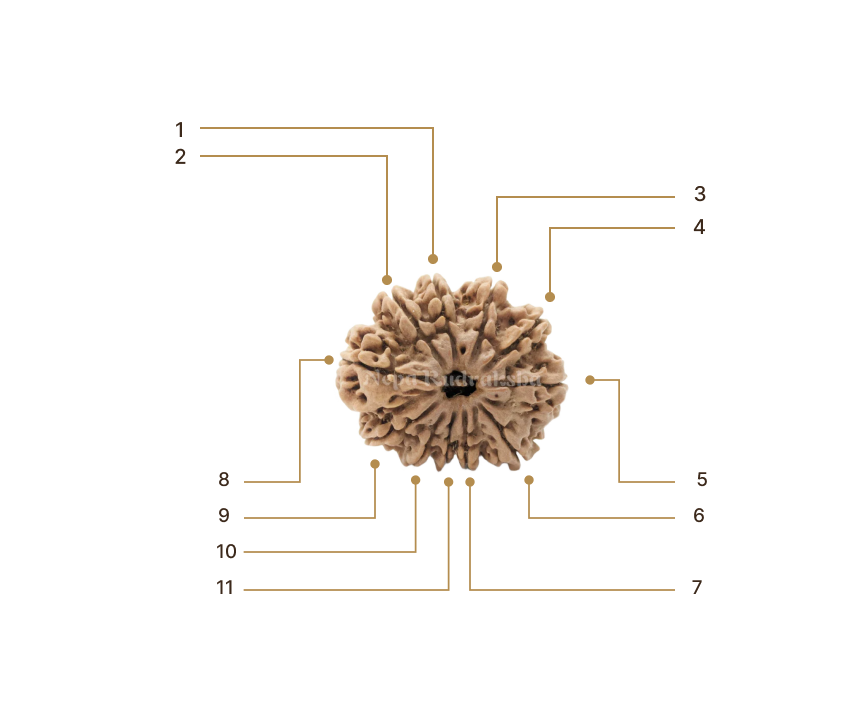 Rudraksha Image