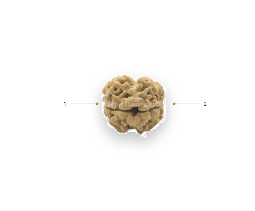 Rudraksha Image