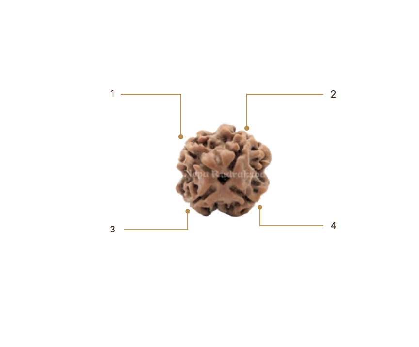 Rudraksha Image