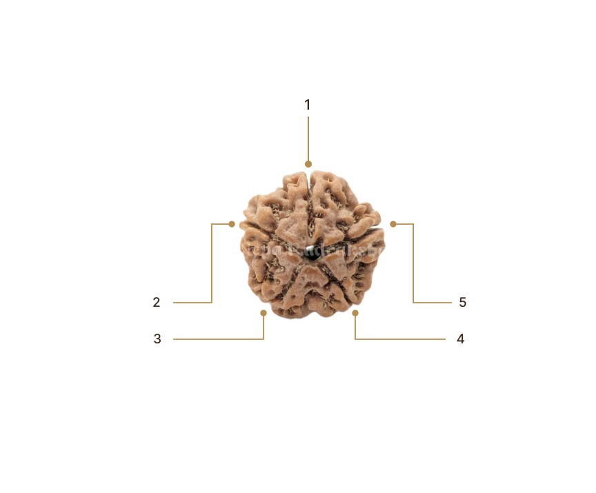 Rudraksha Image