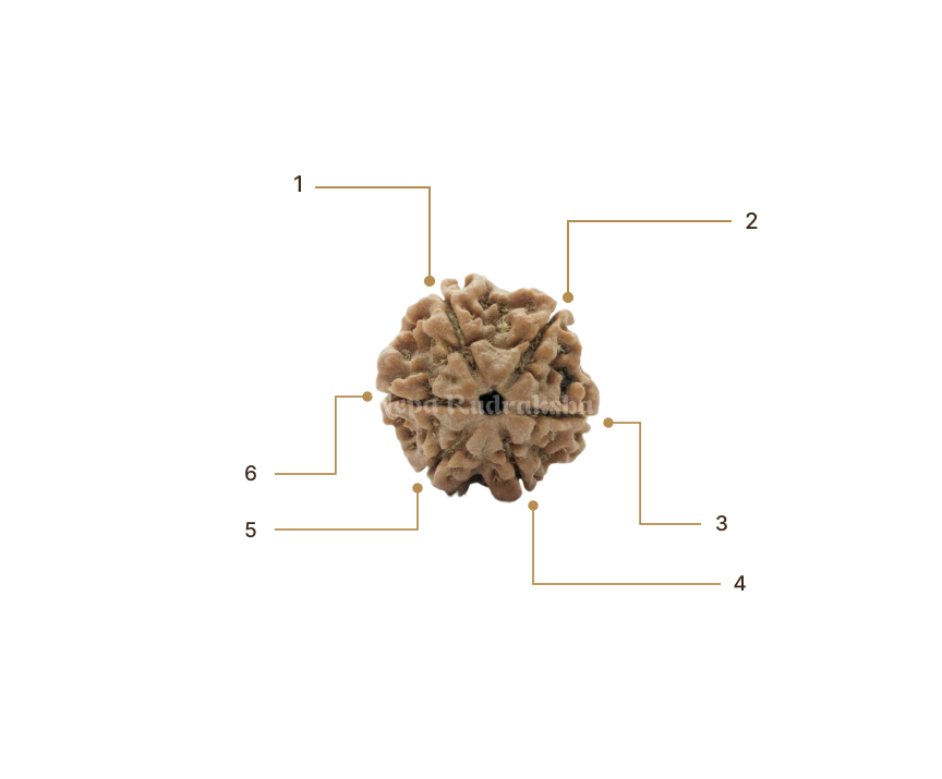 Rudraksha Image