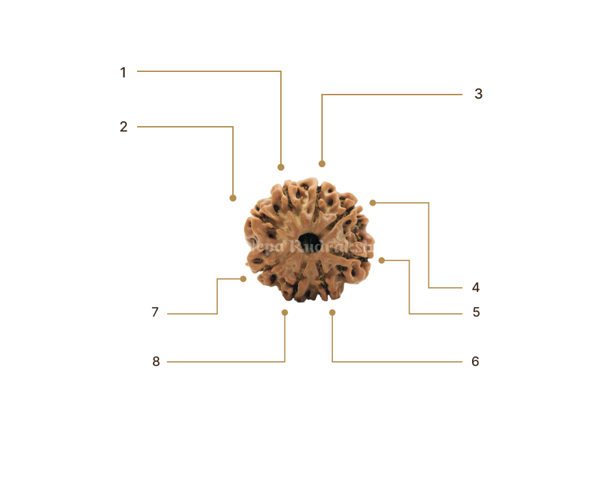 Rudraksha Image