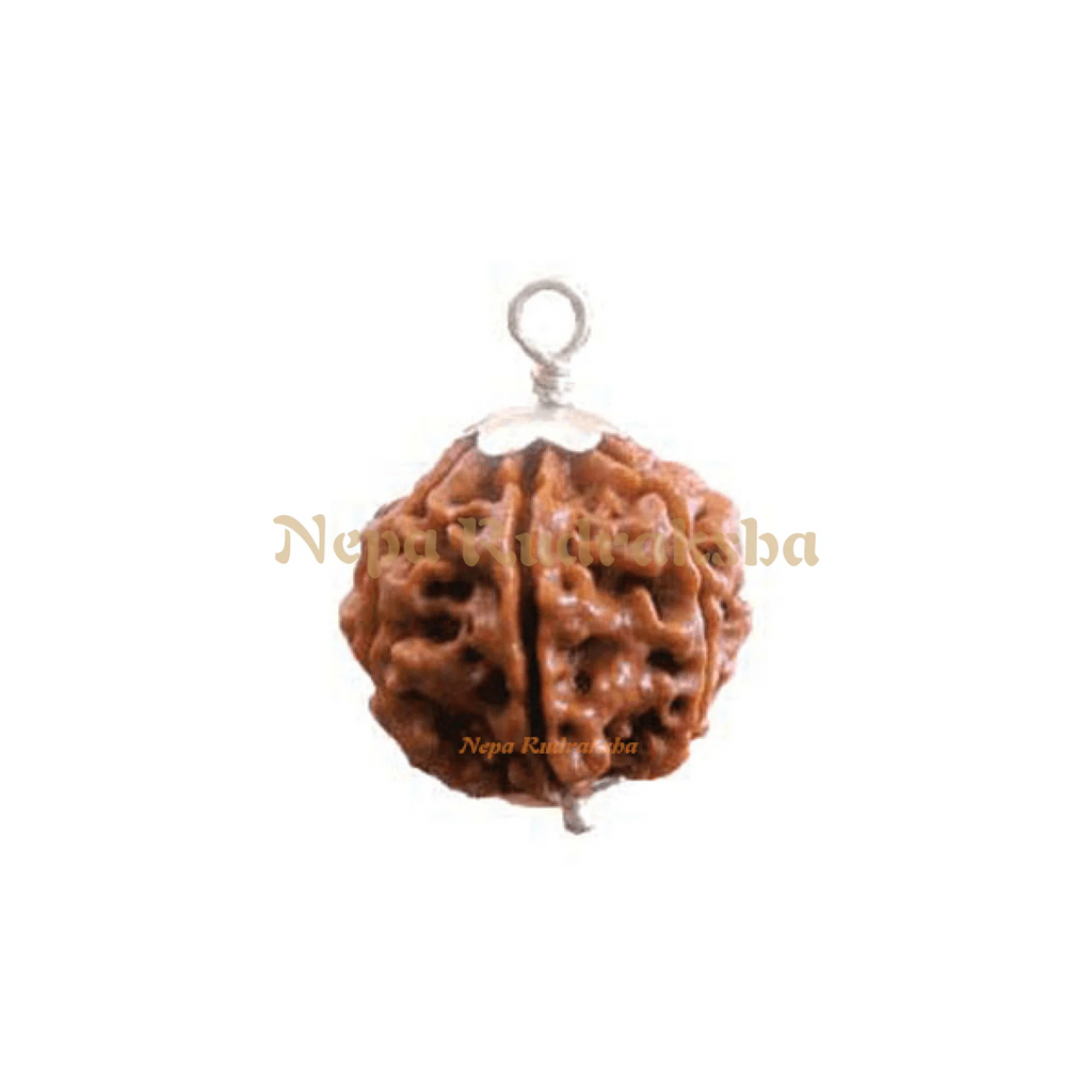 Five Mukhi (601RMS)