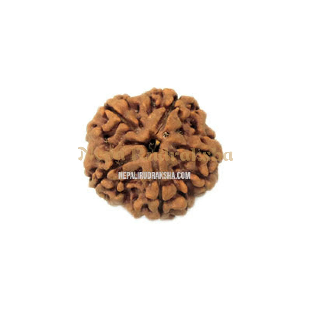 Five Mukhi