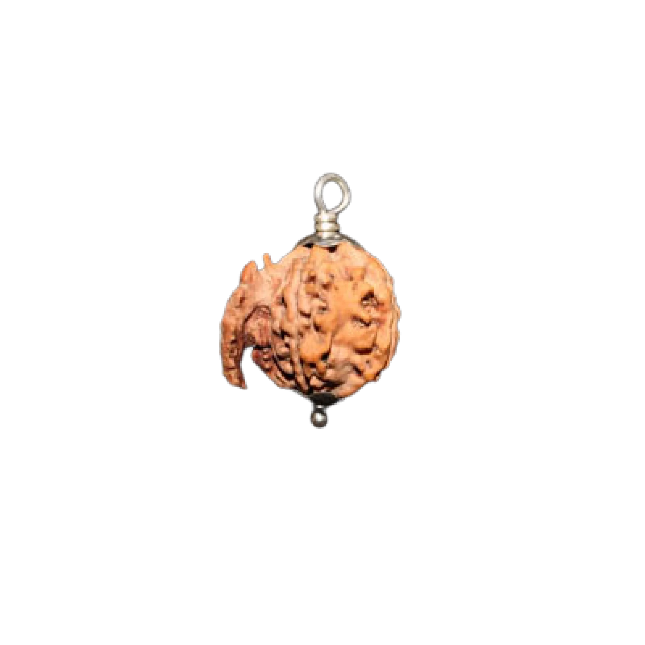 ganesh rudraksha