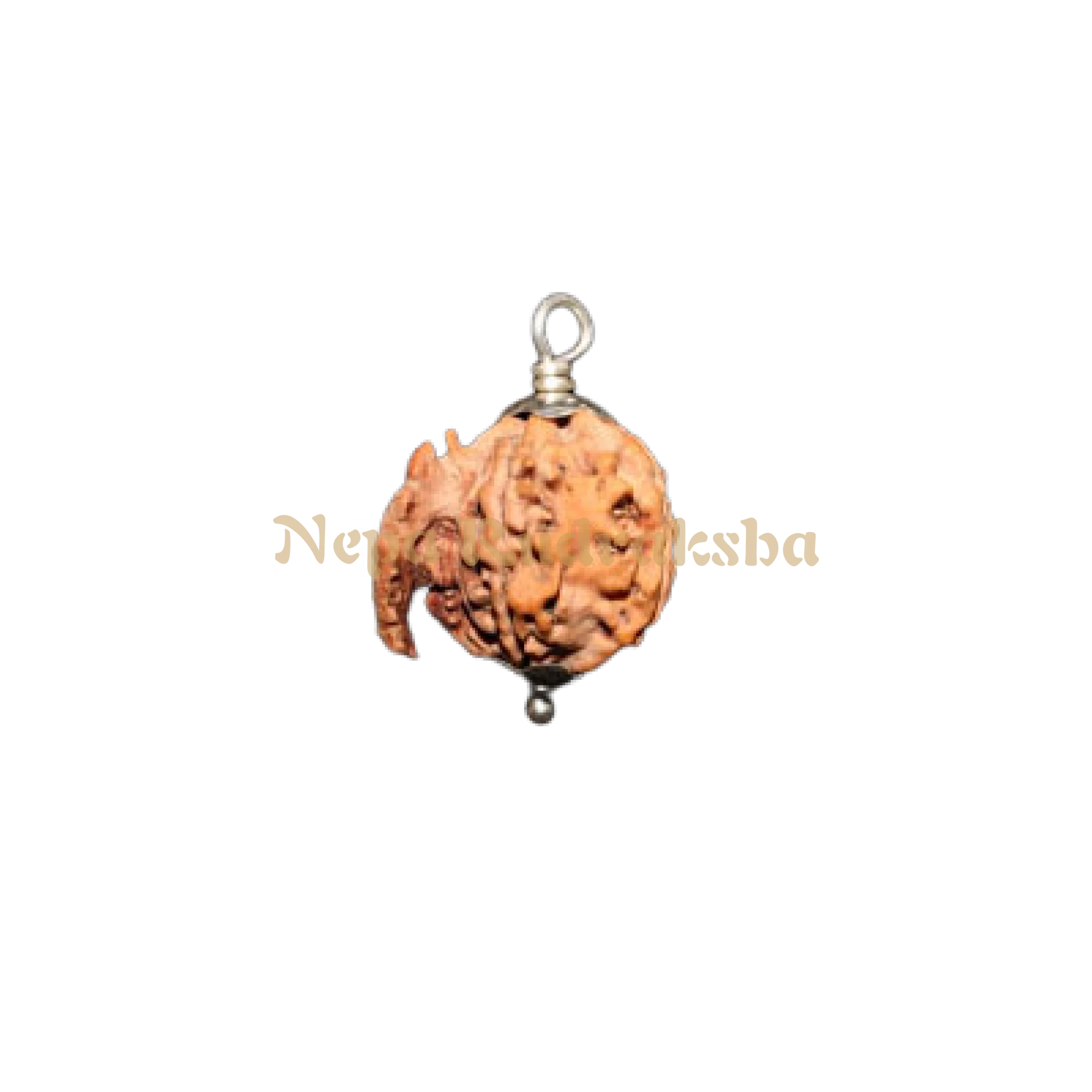 ganesh rudraksha