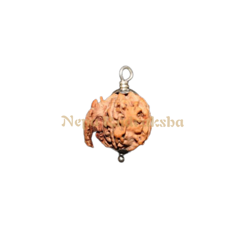 ganesh rudraksha