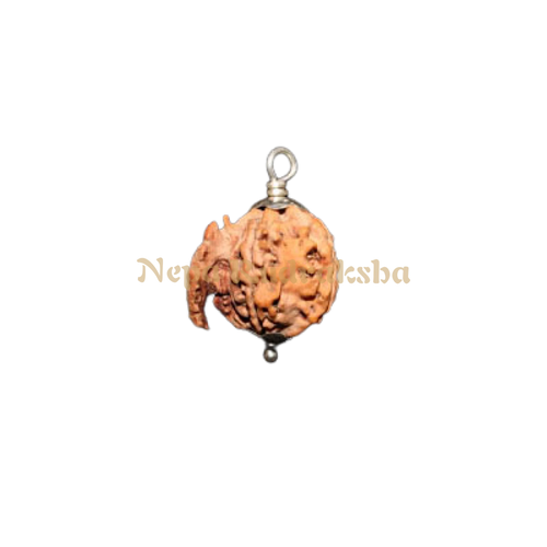 ganesh rudraksha