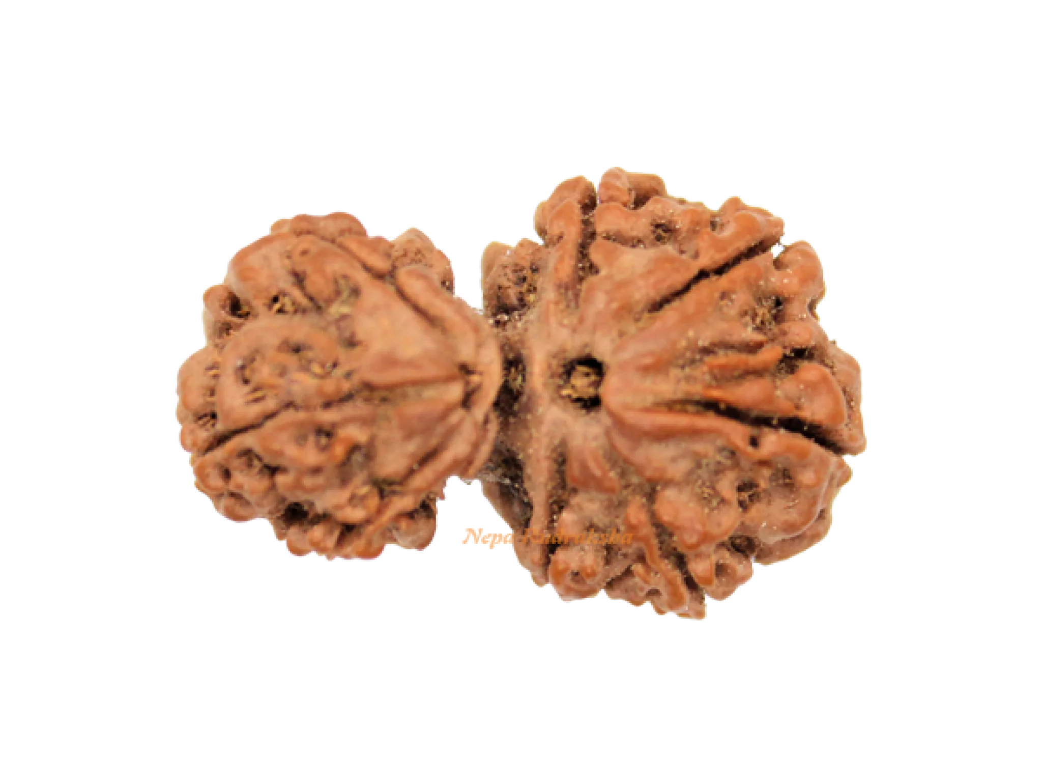 Garbha Gauri Rudraksha