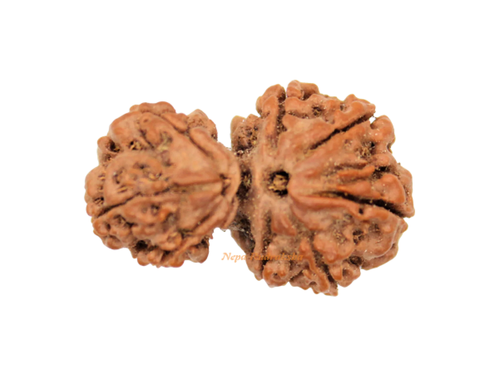 Garbha Gauri Rudraksha