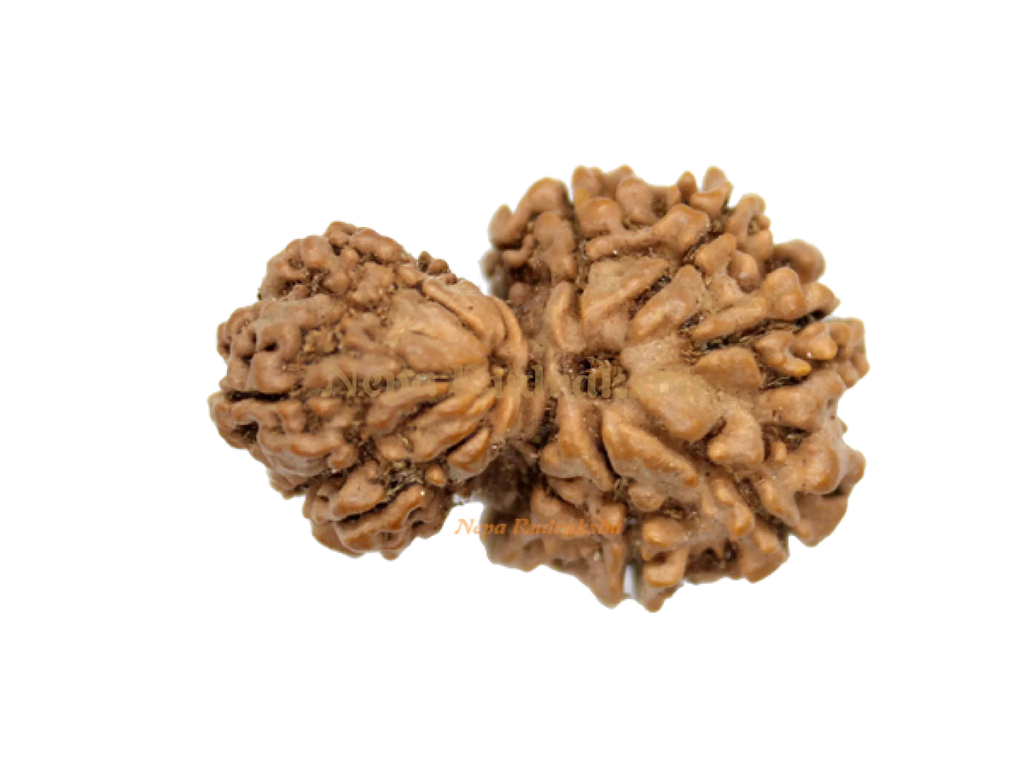 Garbha Gauri Rudraksha (GG-1)