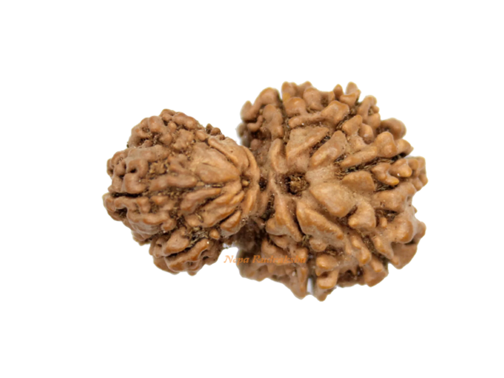 Garbha Gauri Rudraksha (GG-1)