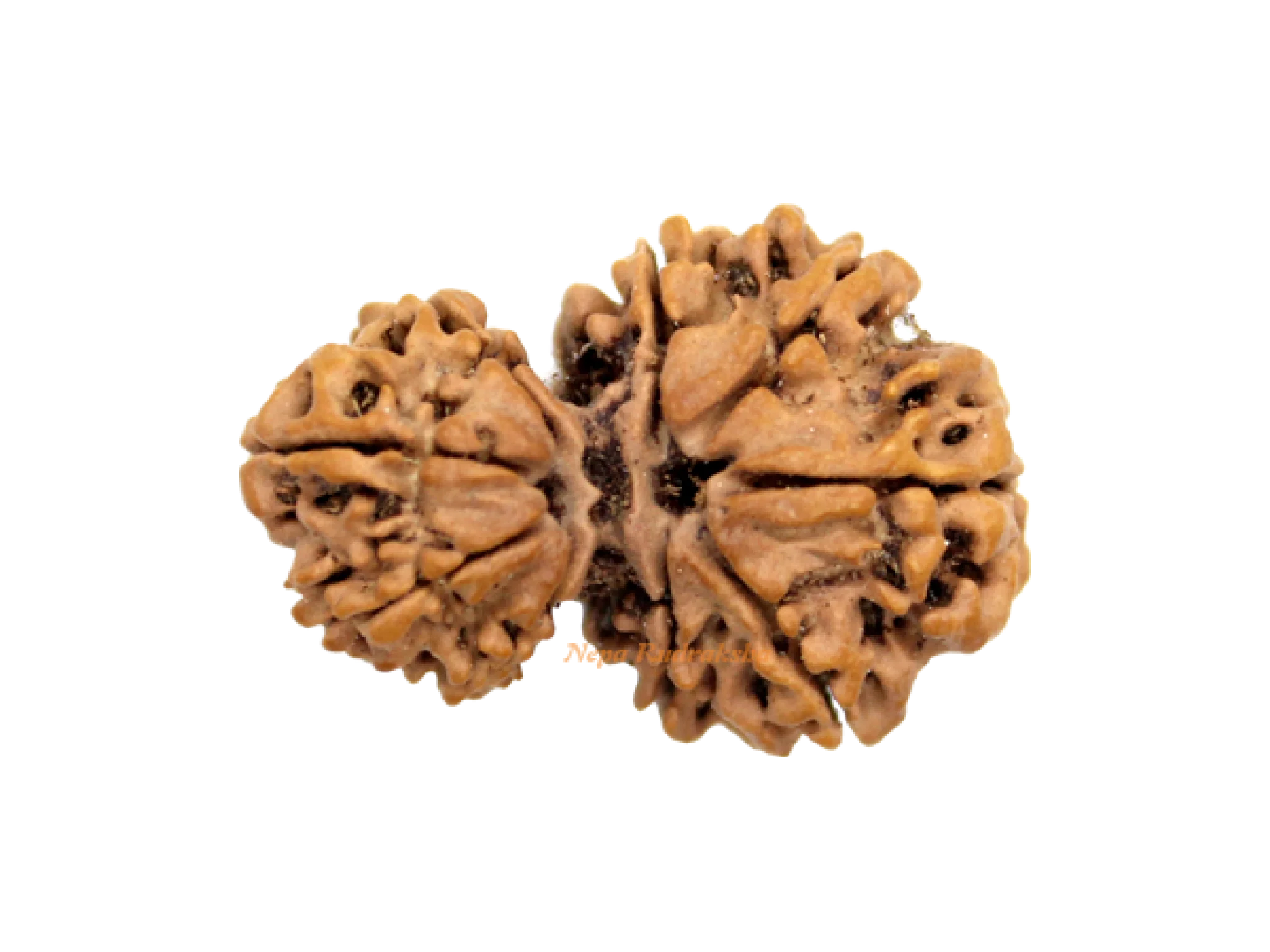 Garbha Gauri Rudraksha (GG-2)