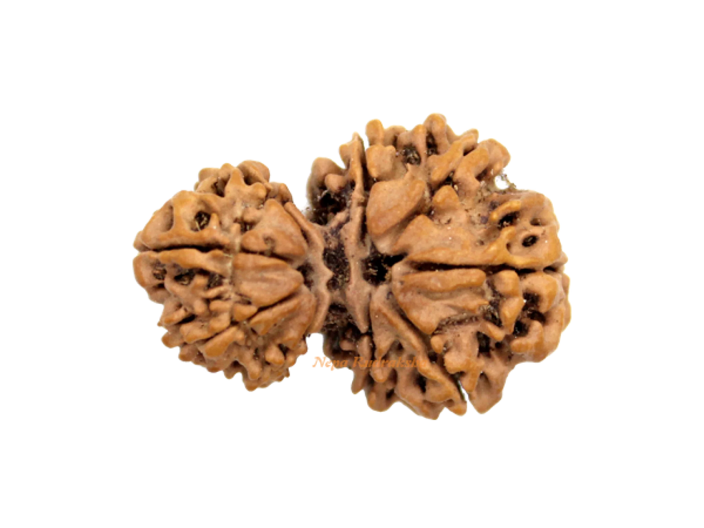 Garbha Gauri Rudraksha (GG-2)