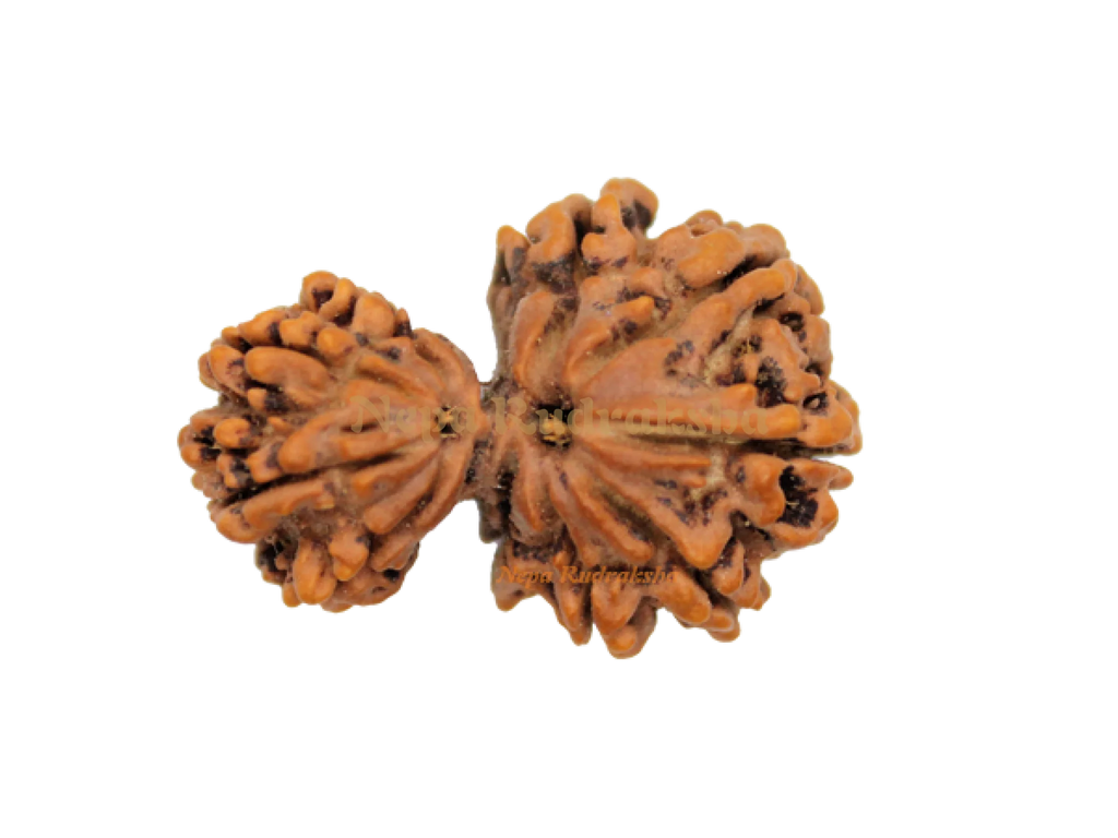 Garbha Gauri Rudraksha (GG-3)