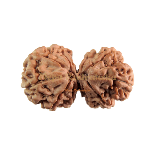 Gauri Shankar Rudraksha