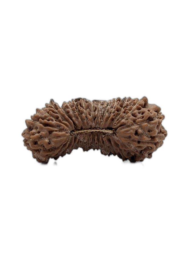 28 Mukhi Indonesian (Medium - 10311)