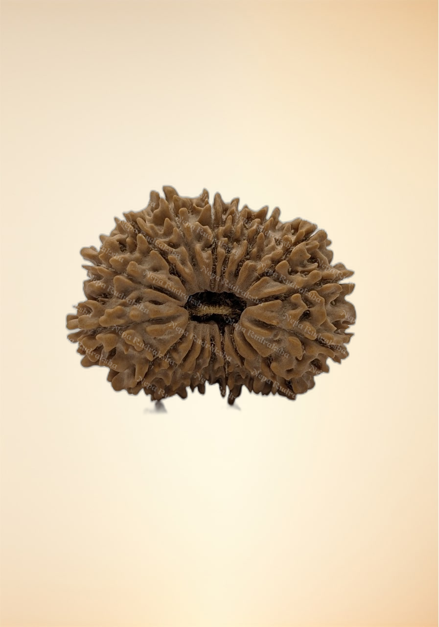 17 Mukhi (Collector - 10879)