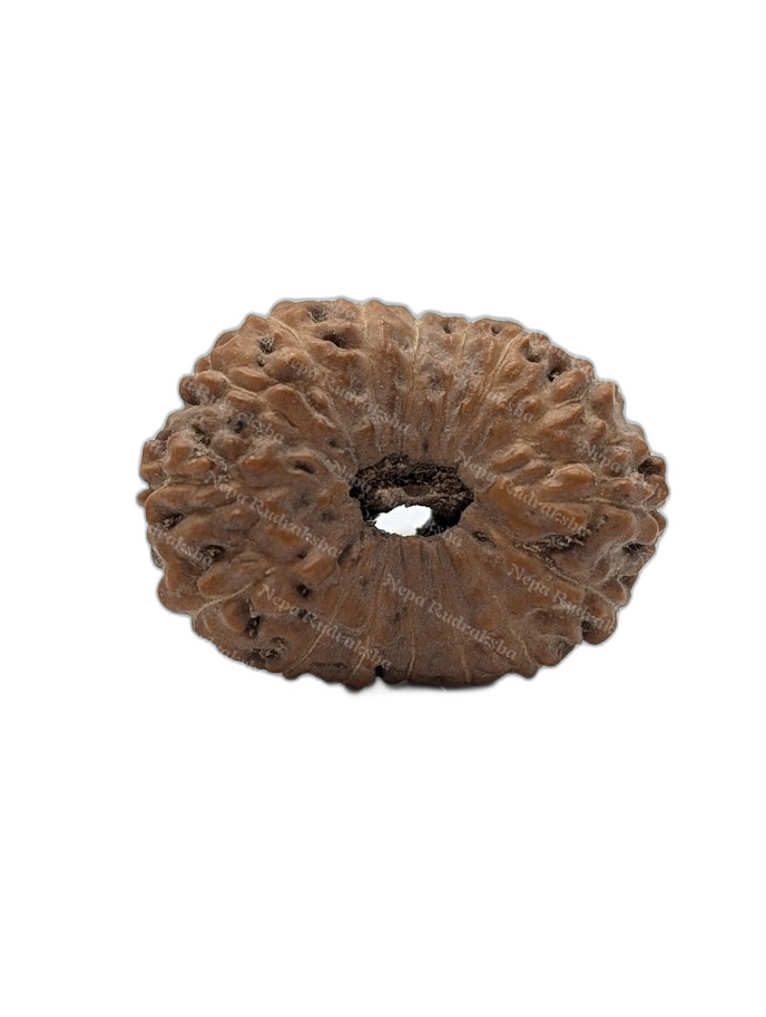 16 Mukhi Indonesian (Super Collector - 10485)