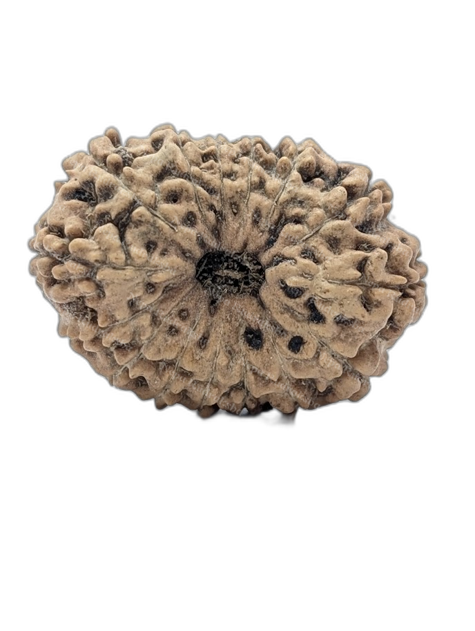 15 Mukhi Indonesian (Super Collector - 10660)