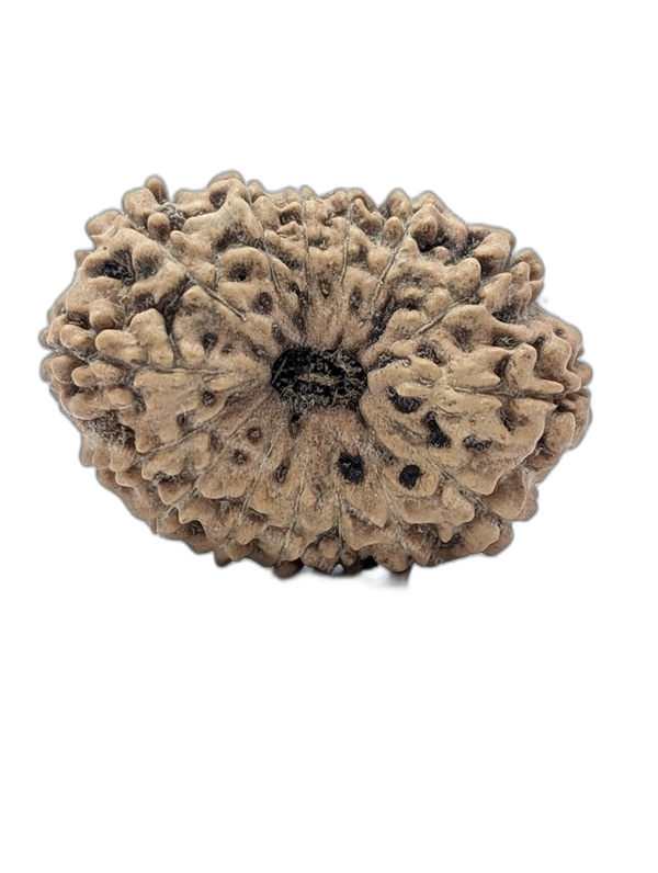 15 Mukhi Indonesian (Super Collector - 10660)
