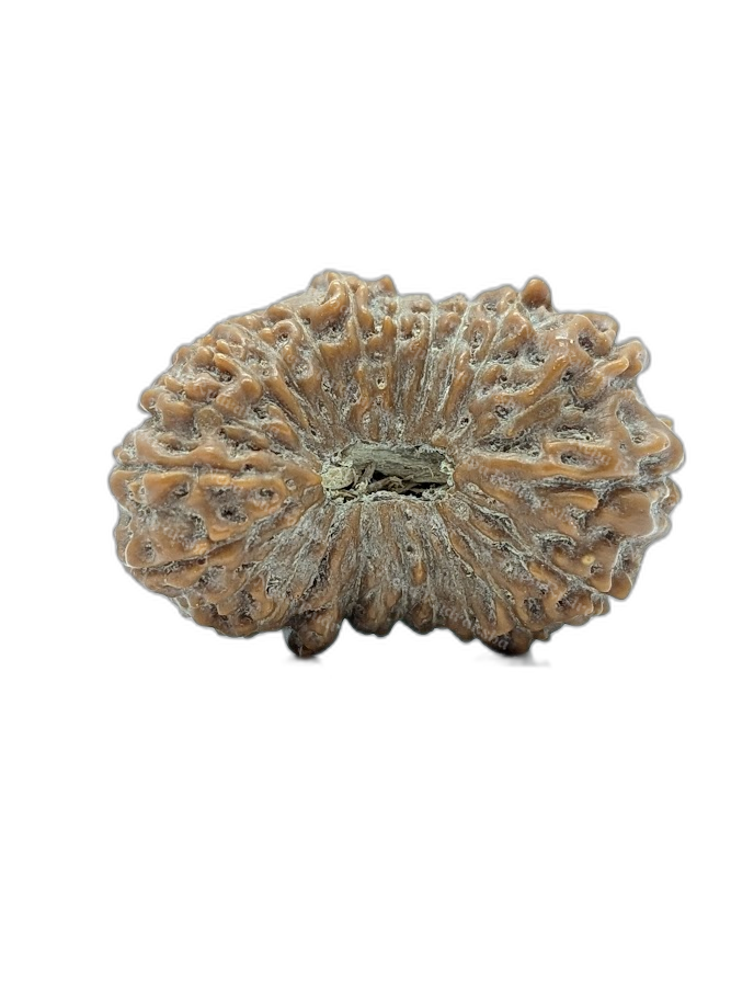 23 Mukhi Indonesian (Super Collector - 10266)