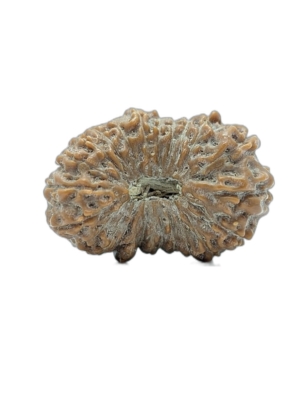 23 Mukhi Indonesian (Super Collector - 10266)