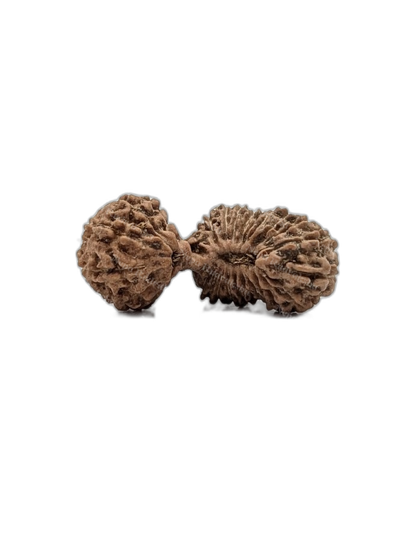 25 Mukhi Indonesian (Medium - 10314)