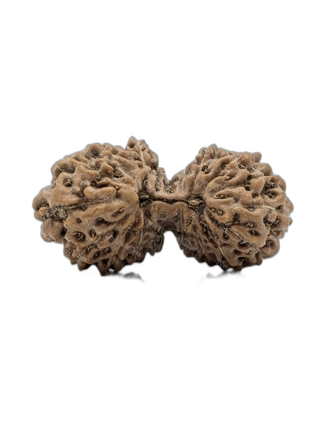 20 Mukhi Indonesian (Collector - 10937)