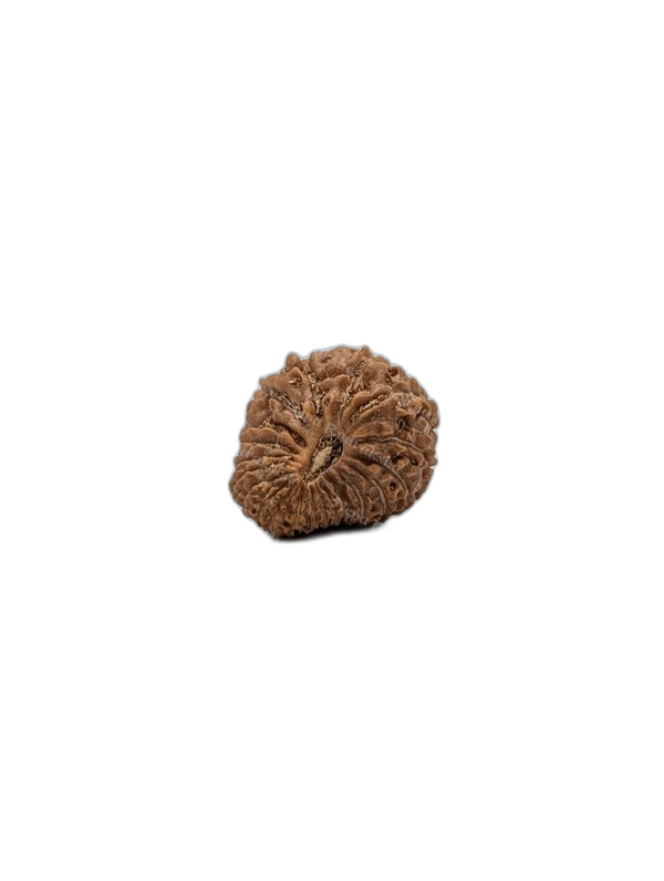 21 Mukhi Indonesian (Regular - 10257)