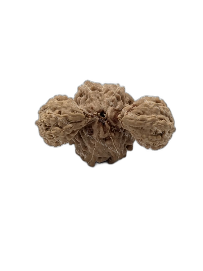 17 Mukhi Indonesian (Super Collector - 10942)
