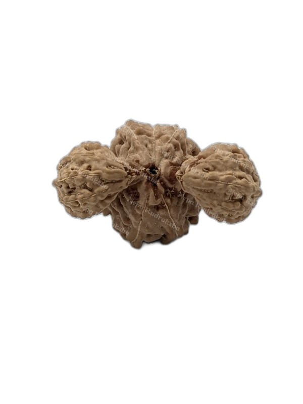 17 Mukhi Indonesian (Super Collector - 10942)