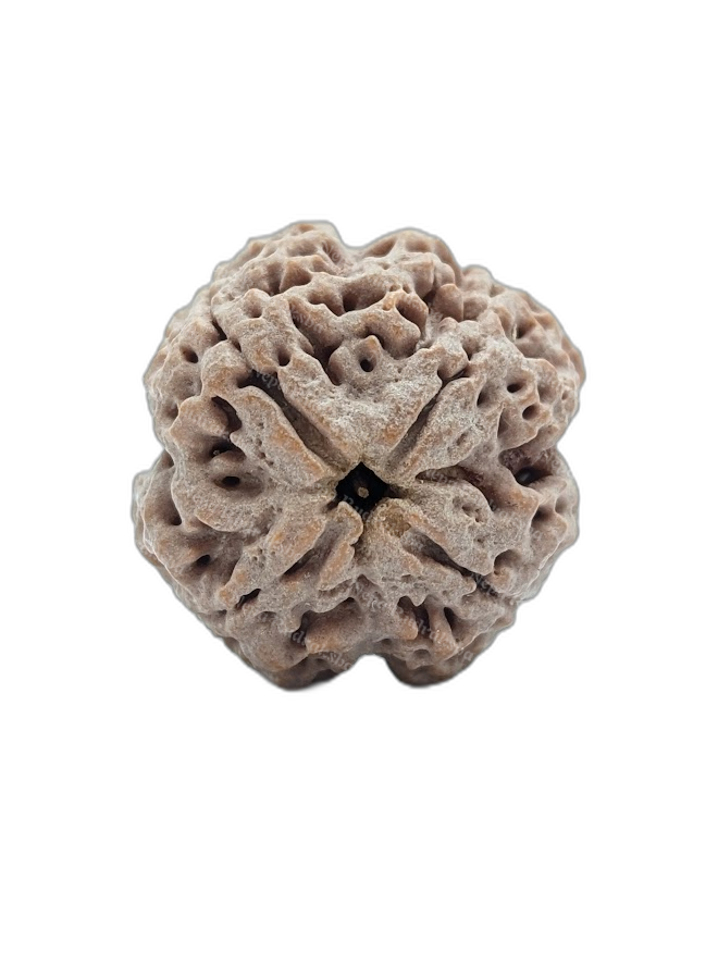 4 Mukhi (front)