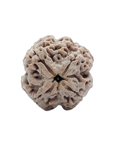 4 Mukhi (Super Collector - 13089)