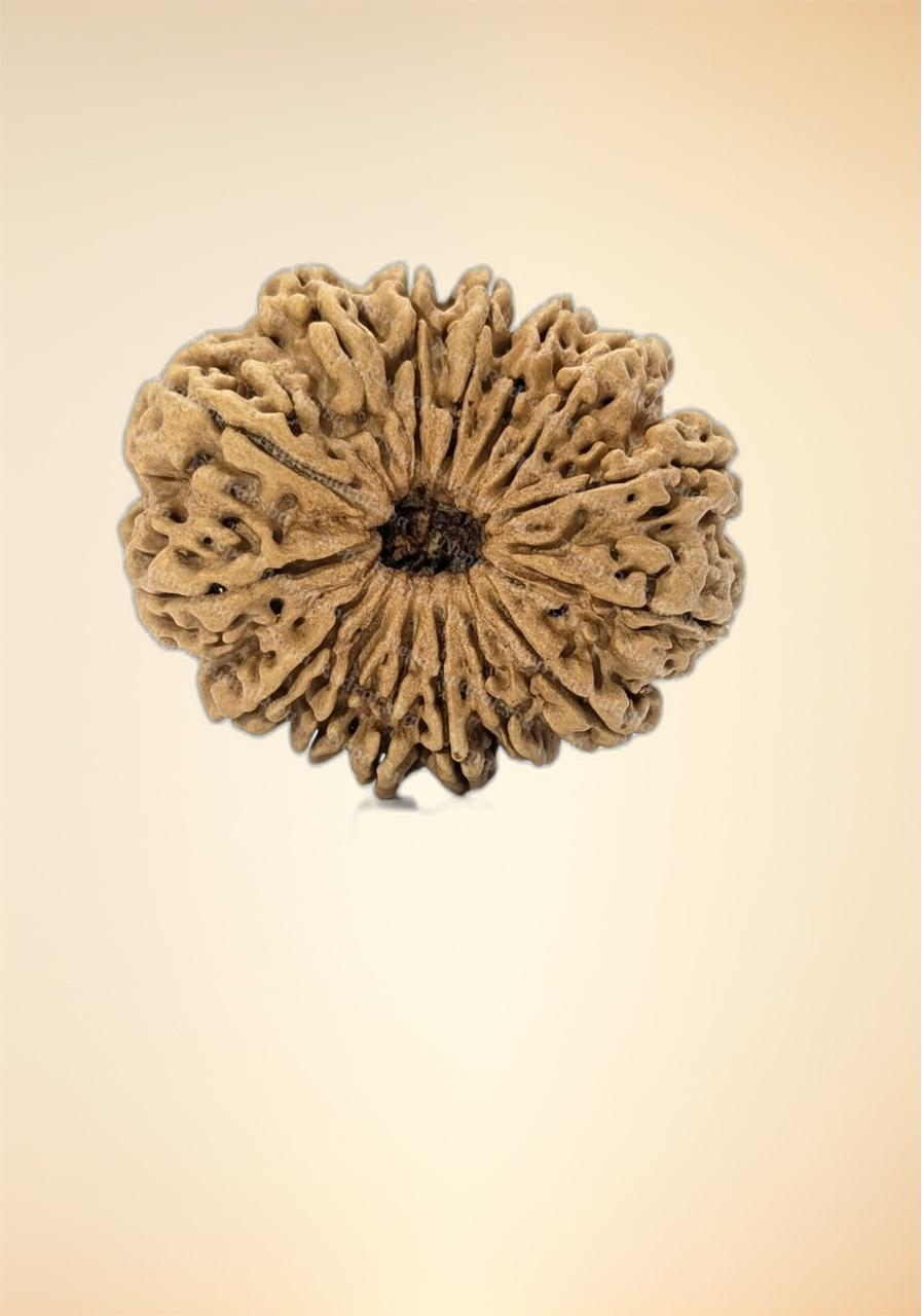 15 Mukhi (Super Collector - 7531)