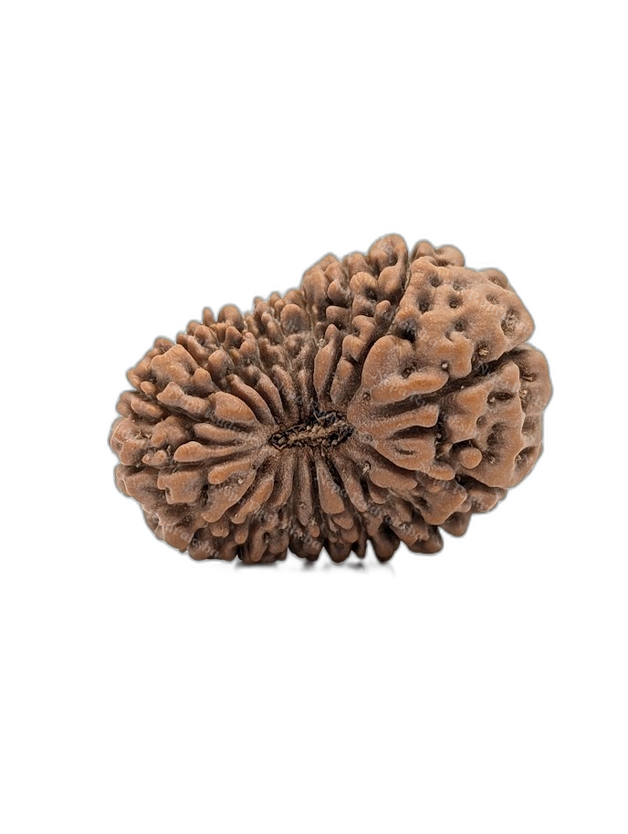 17 Mukhi Indonesian (Super Collector - 10631)